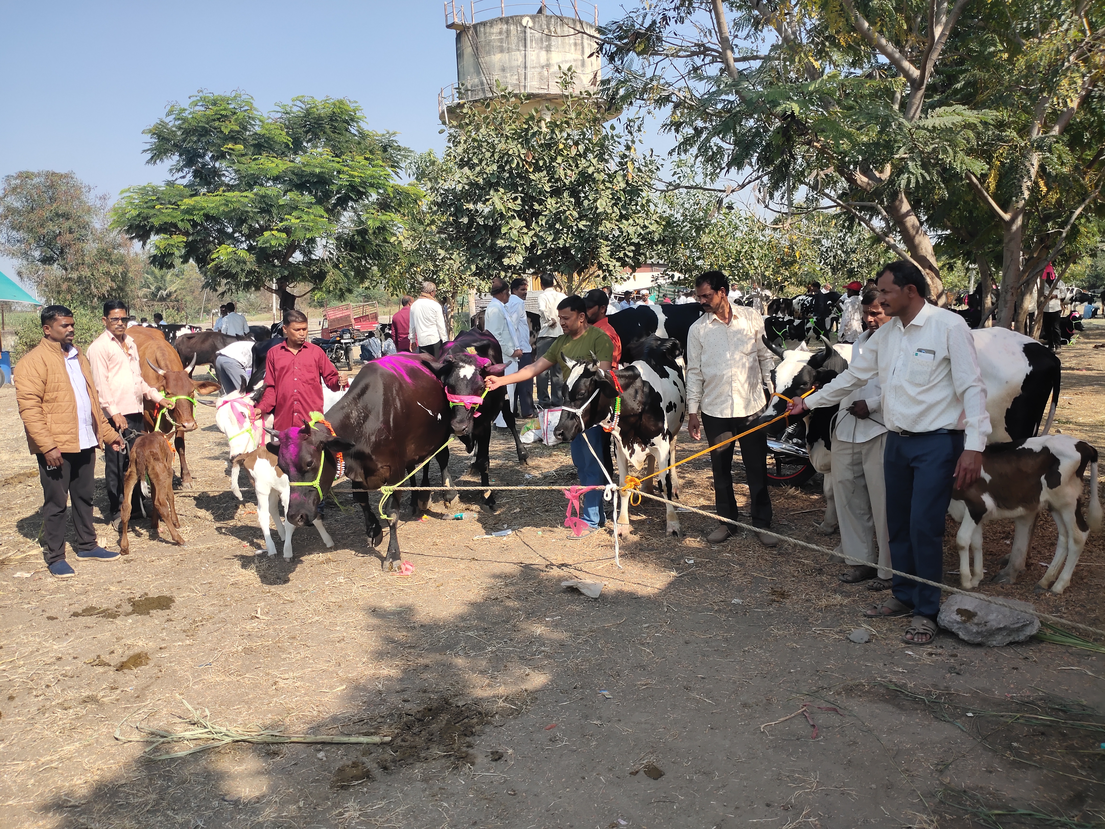 Dairy Success Story
